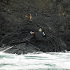 Harlequin Duck