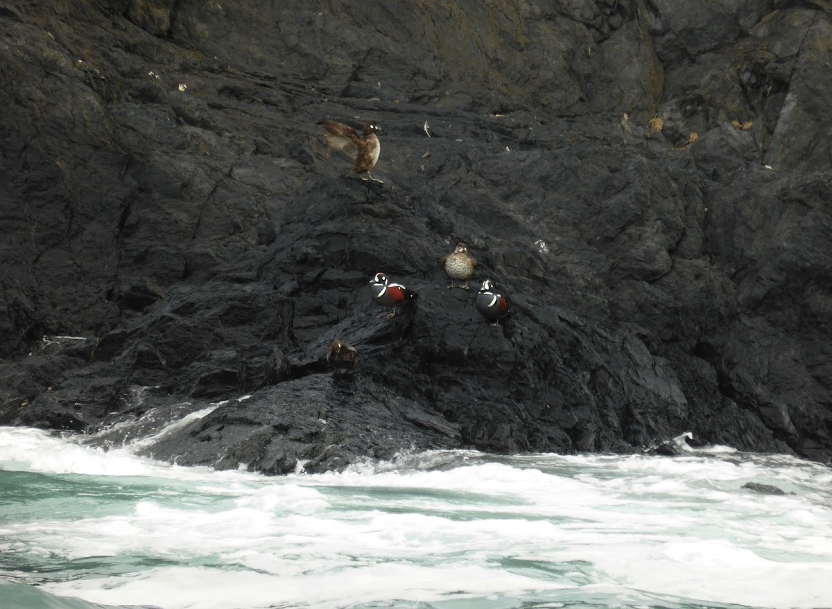 Harlequin Duck