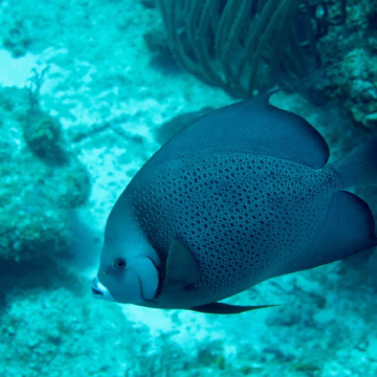 Gray Angelfish