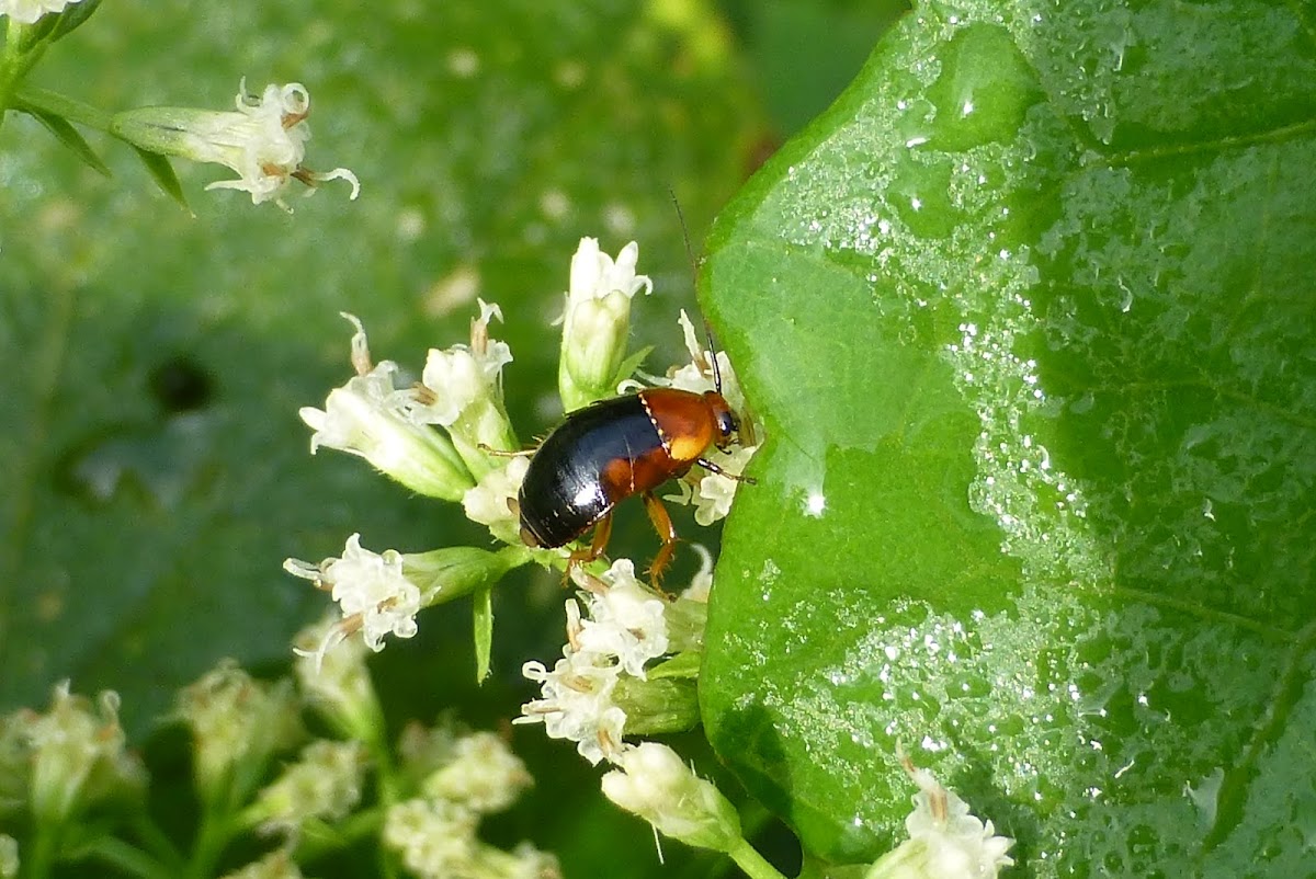 Wood cockroach nymph