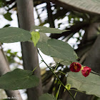 Chinese Lantern