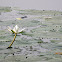 Shapla or Water lily (white)