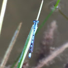 Azure Damselfly