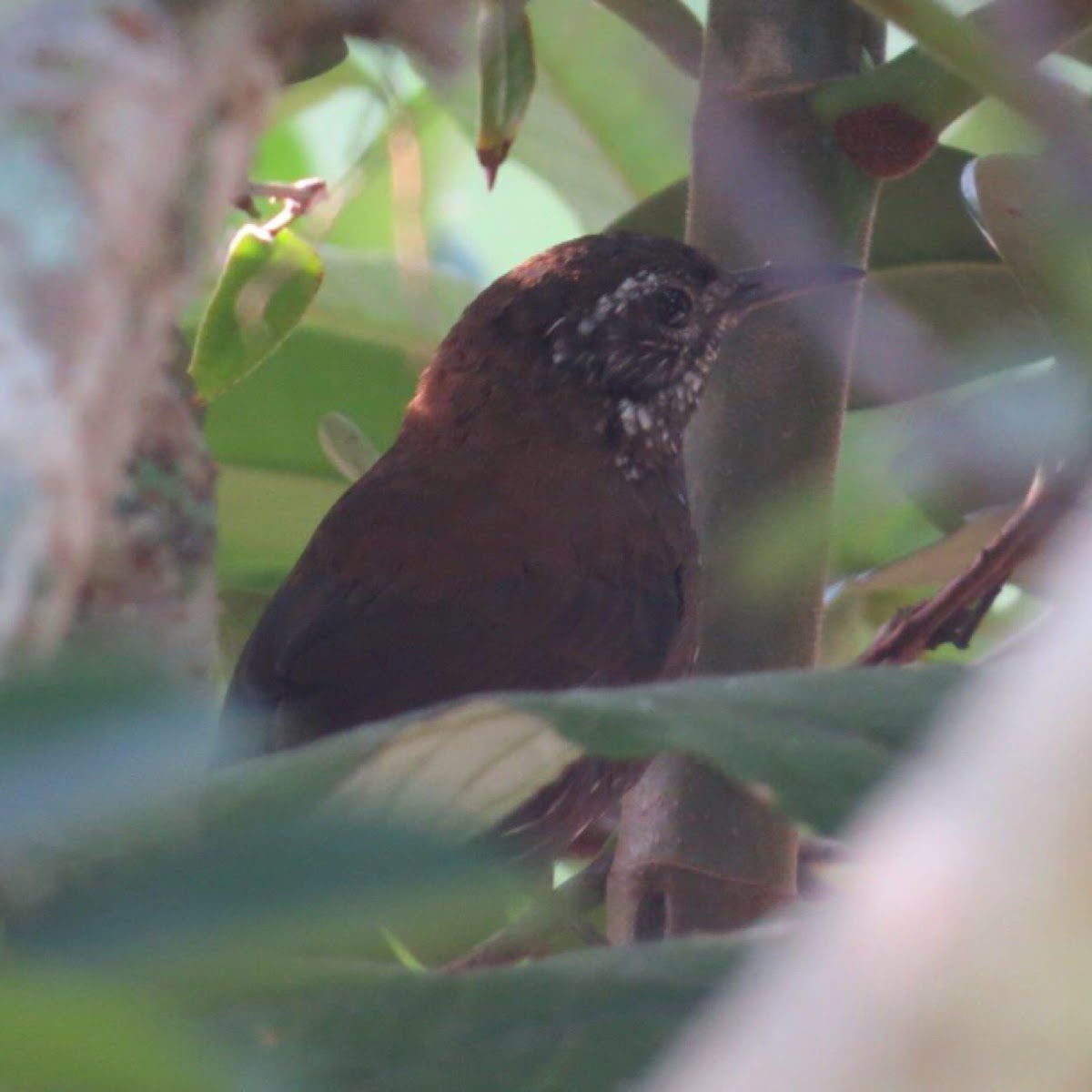 Sharp-tailed streamcreeper