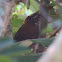 Sharp-tailed streamcreeper