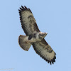 Buzzard