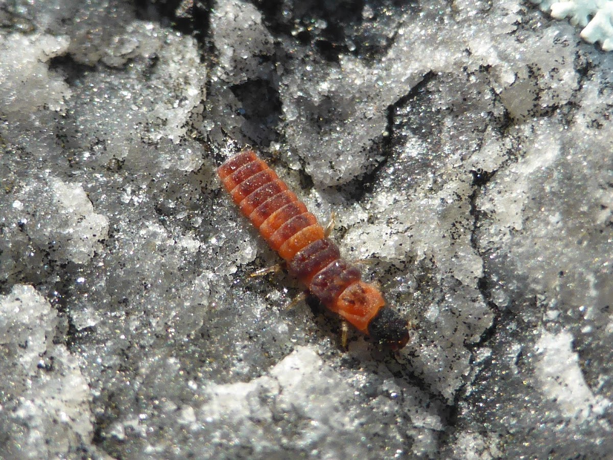 Soft-winged Flower Beetle Larva