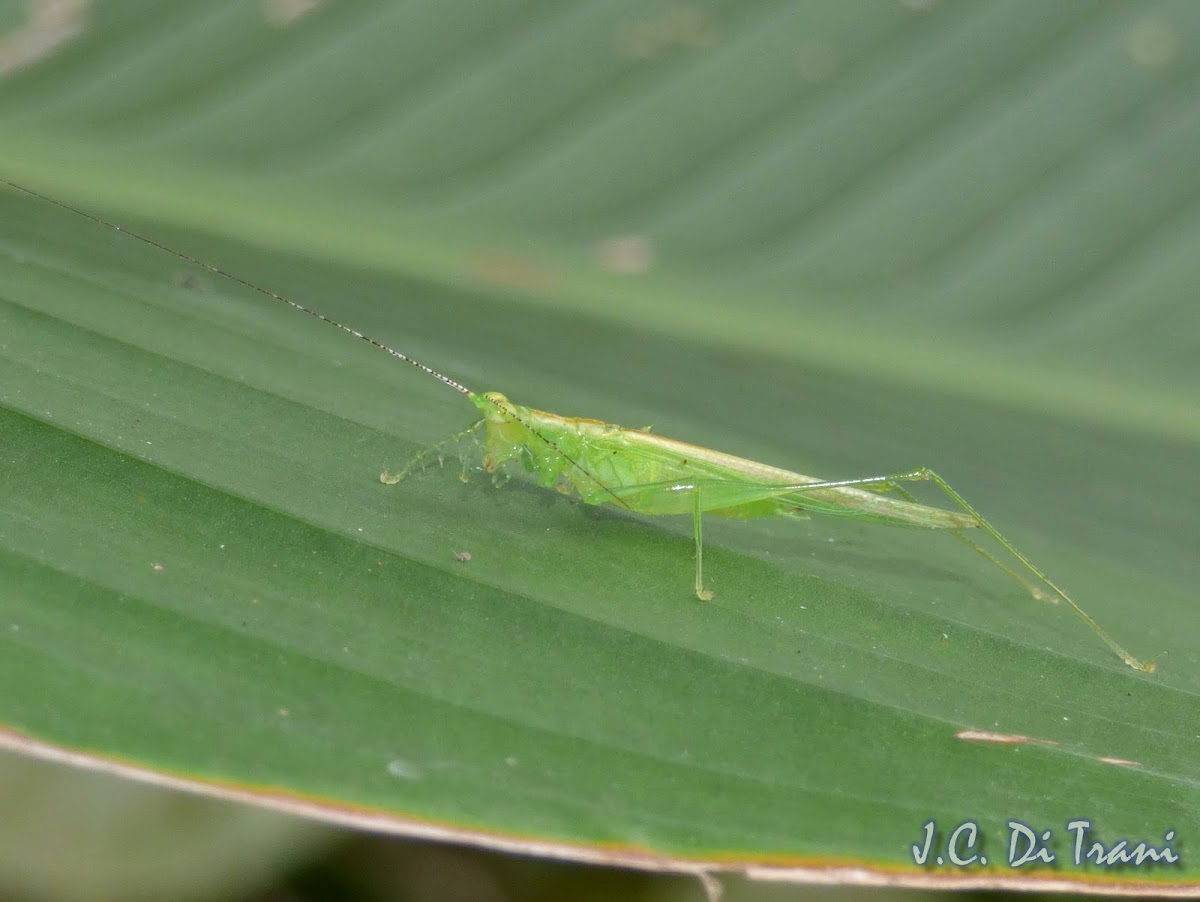 Katydid