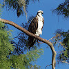 Osprey