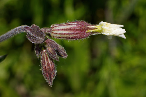 Silene latifolia