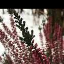 Common heather