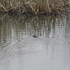 Common Muskrat