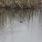 Common Muskrat