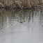 Common Muskrat