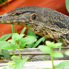 Water monitor