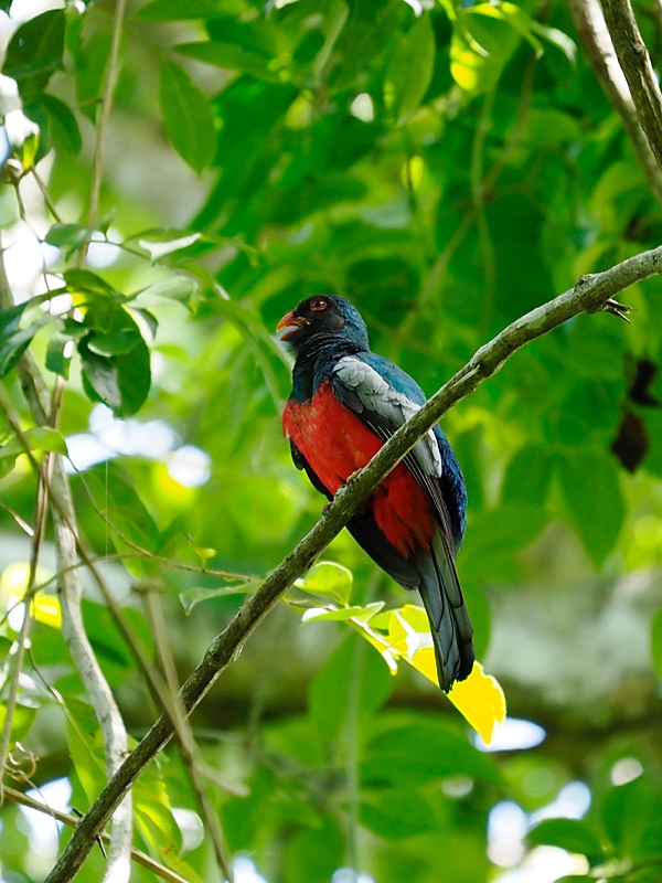 Trogón grande (Slaty-tailed trogon)