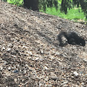 Eastern Grey squirrel