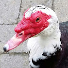 Muscovy duck