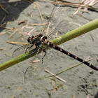 New Zealand Bush Giant Dragonfly