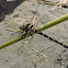 New Zealand Bush Giant Dragonfly