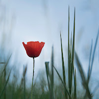 Solitary poppy di Luca Marasca