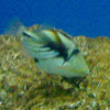 Lagoon Triggerfish