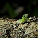 Emerald Tree Skink