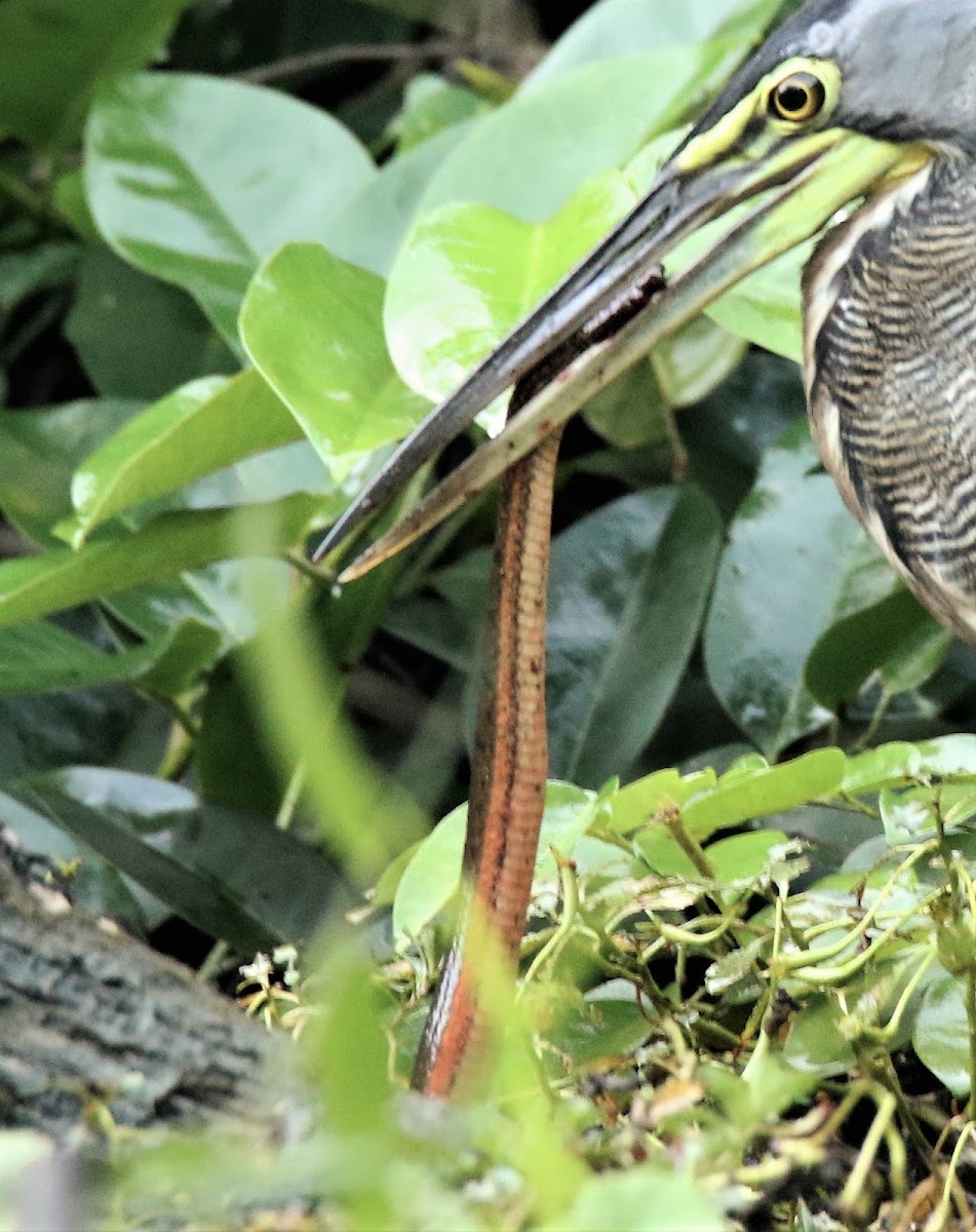 Bare-throated Tiger Heron and Orange-belly Swamp Snake