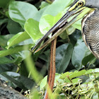 Bare-throated Tiger Heron and Orange-belly Swamp Snake