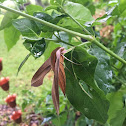 Tersa Sphinx Moth