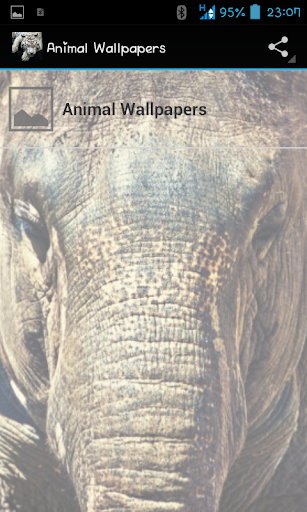 Animal Wallpapers