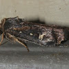 Noctuid Moth