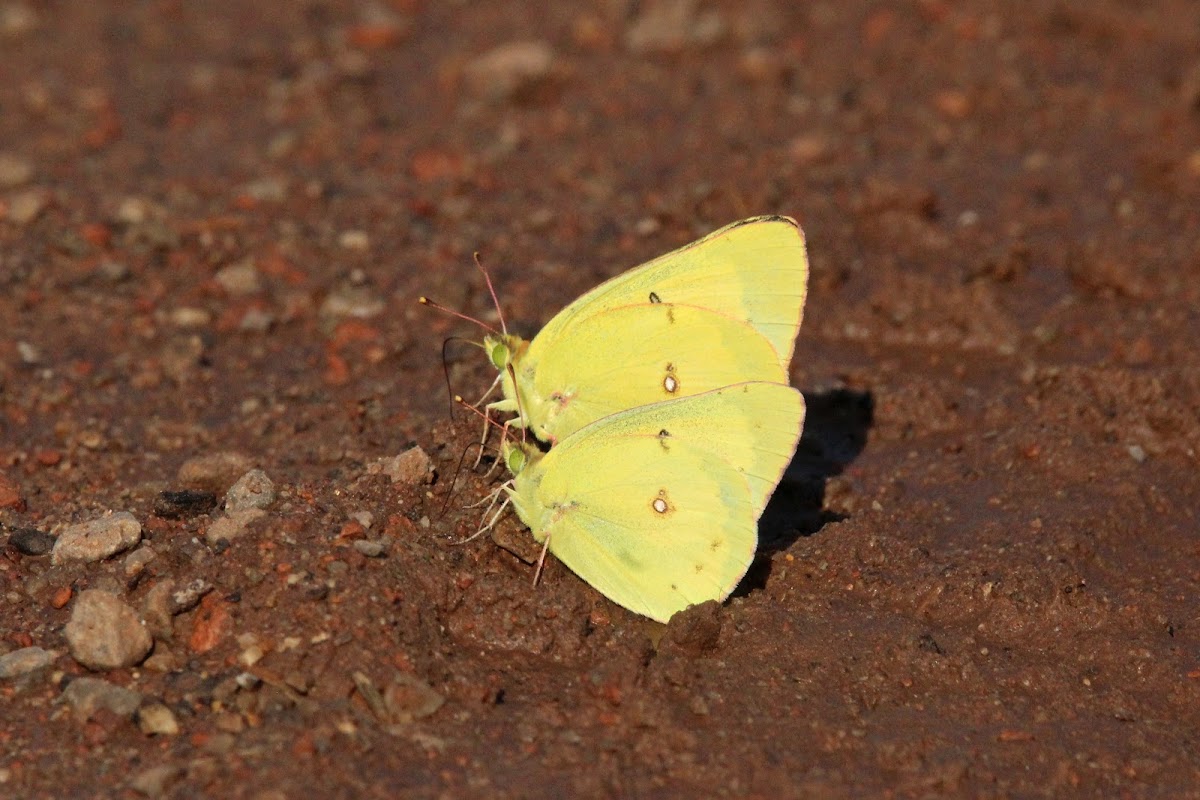 Clouded Sulphur