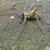 Huntsman spider