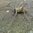 Huntsman spider