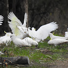 Sulphur Crested Cockatoos