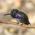 Costa's Hummingbird