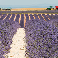 Il mare viola di 