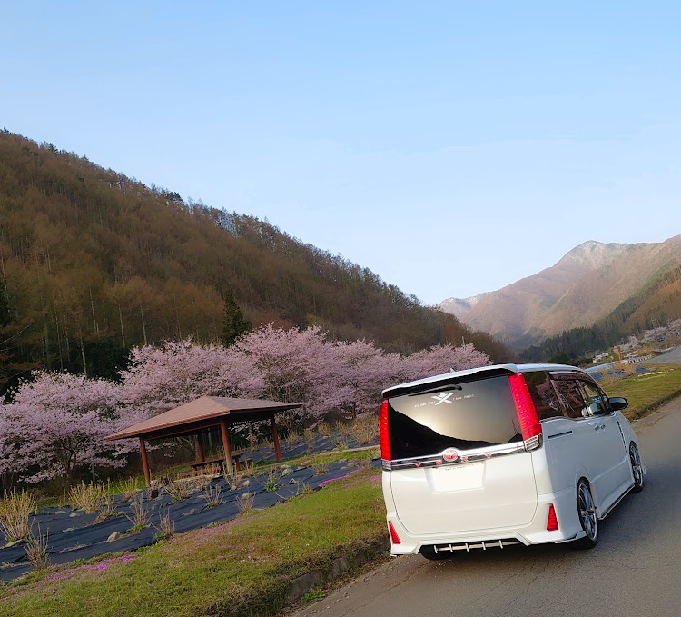 ヴォクシーのサクラと愛車・桜とコラボ・早朝撮影・芝桜に関するカスタム事例の投稿画像1枚目