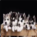 Cute Dogs HD Wallpaper New Tab