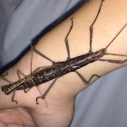 Chinese stick bug