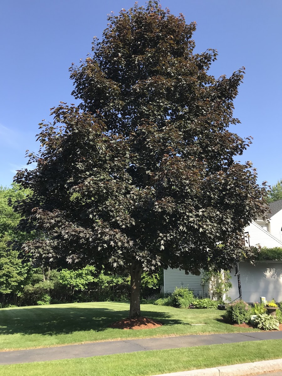 Crimson King Norway Maple