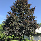 Crimson King Norway Maple