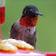 Ruby-throated Hummingbird (Male)