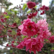 花開了休閒農場