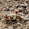 Fiddler Crab