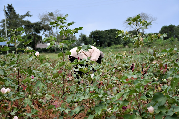 A photo of a farmer at a cotton farm