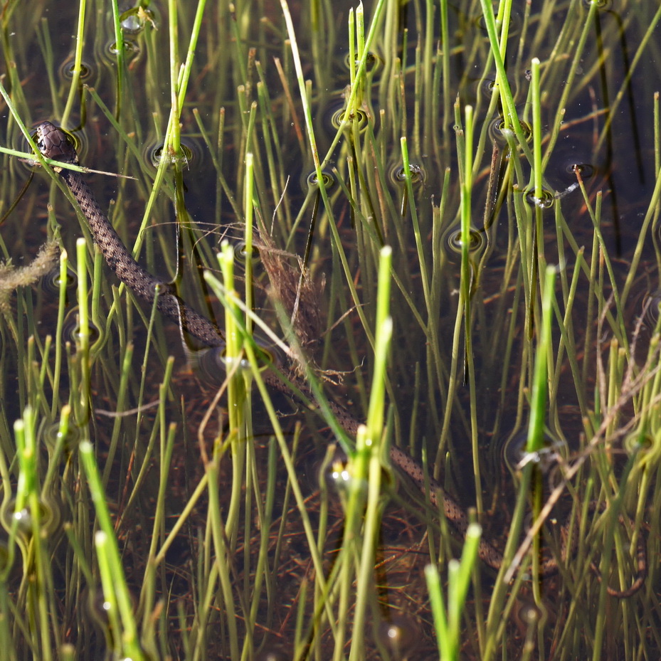 Grass snake