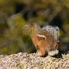 Harris's Antelope Squirrel