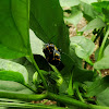 Harlequin Bug